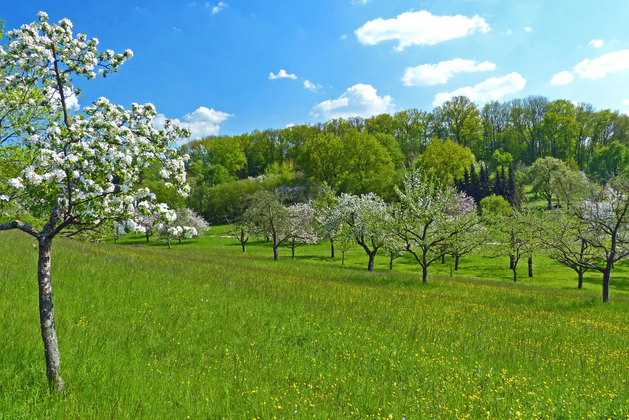 Obstwiesen im Landschaftsschutzgebiet Wendlingen am Neckar mit Blick auf das Hasenwäldle im Frühjahr