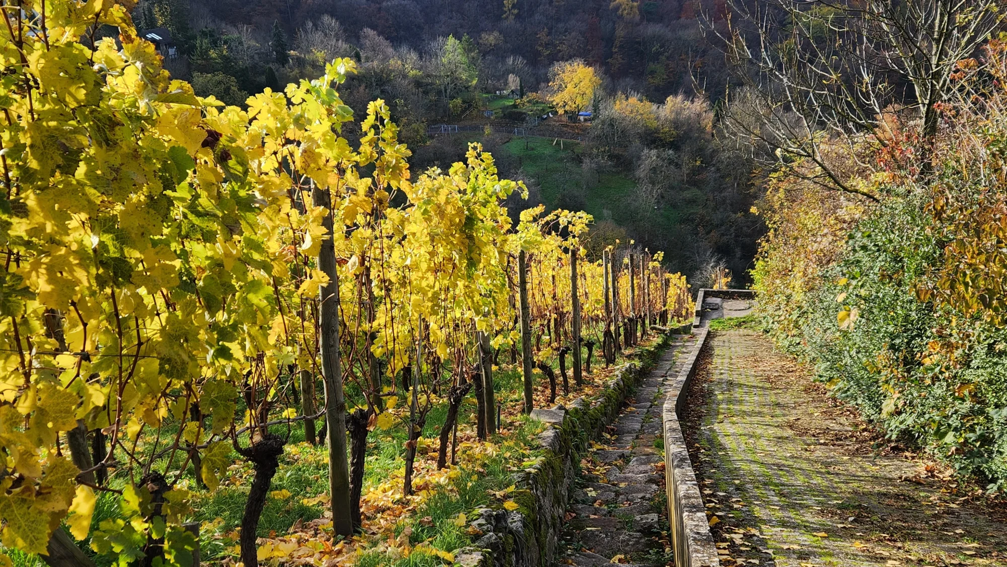 Weinberge unter dem Haigst (Stuttgart-Degerloch)