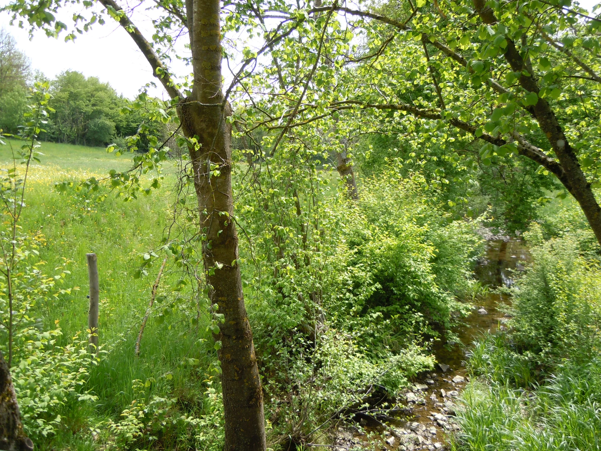 Körsch mit Ufergehölz in Möhringen (Stuttgart), Landschaftsschutzgebiet 