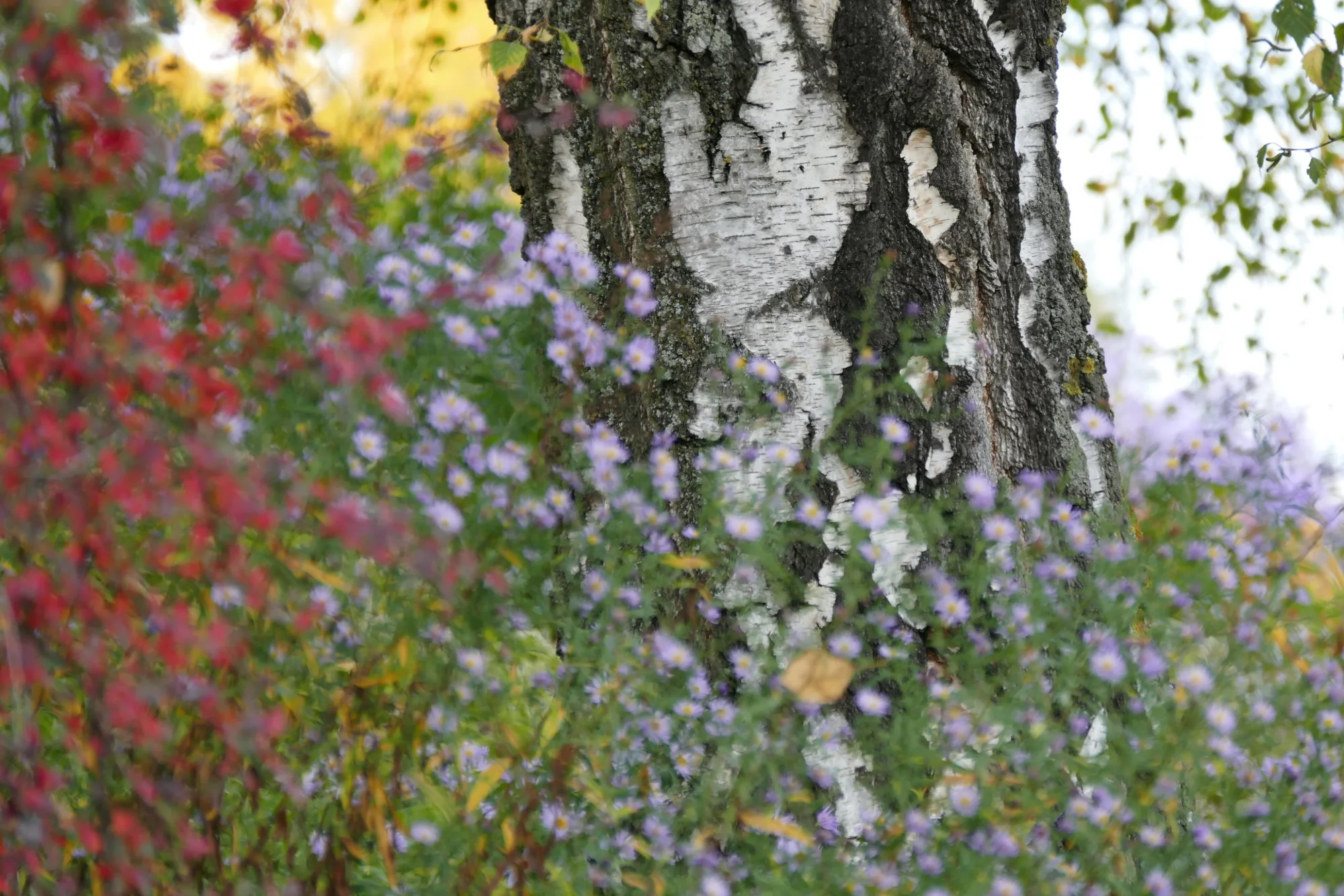 Im Killesbergpark steht die Birke im Herbst und Farbenlicht der Astern