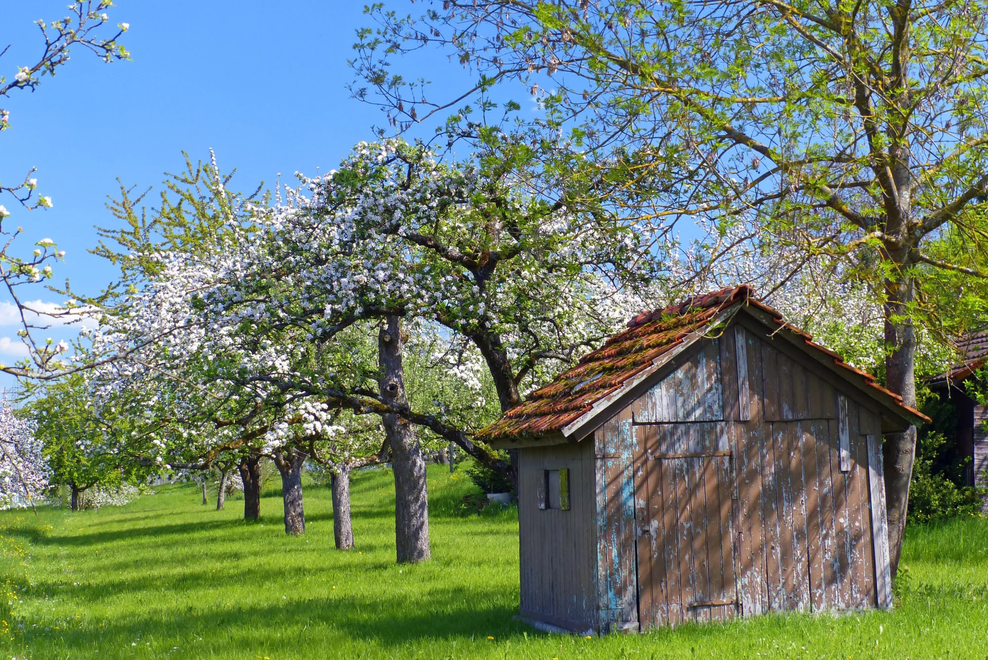 Obstwiesen im Landschaftsschutzgebiet Wendlingen am Neckar mit Holzhütte zur Apfelblüte